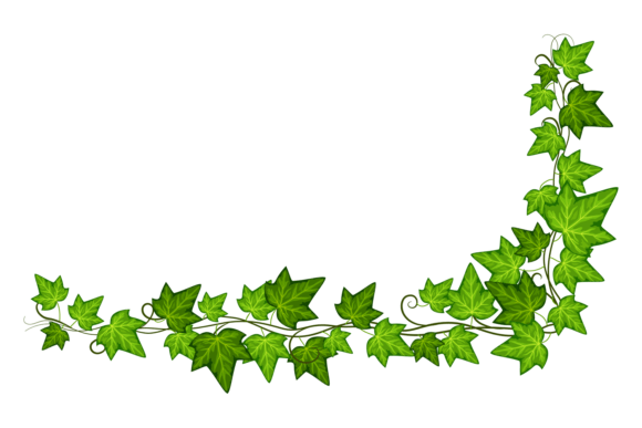Ivy Vine Corner Graphics: A Designer’s Review of This Botanical Illustration